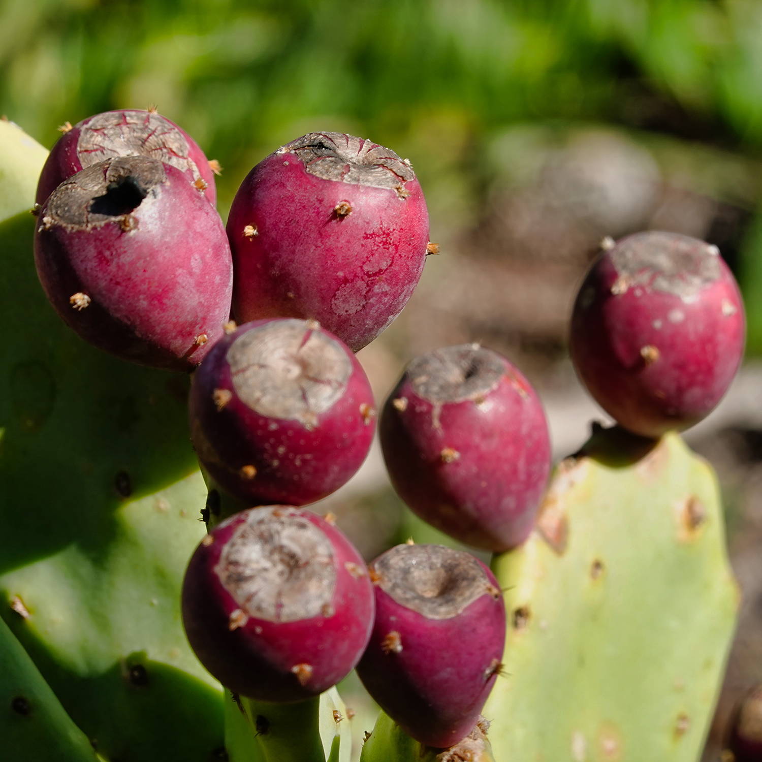 DuoSpa Prickly Pear & Orange 4-Step